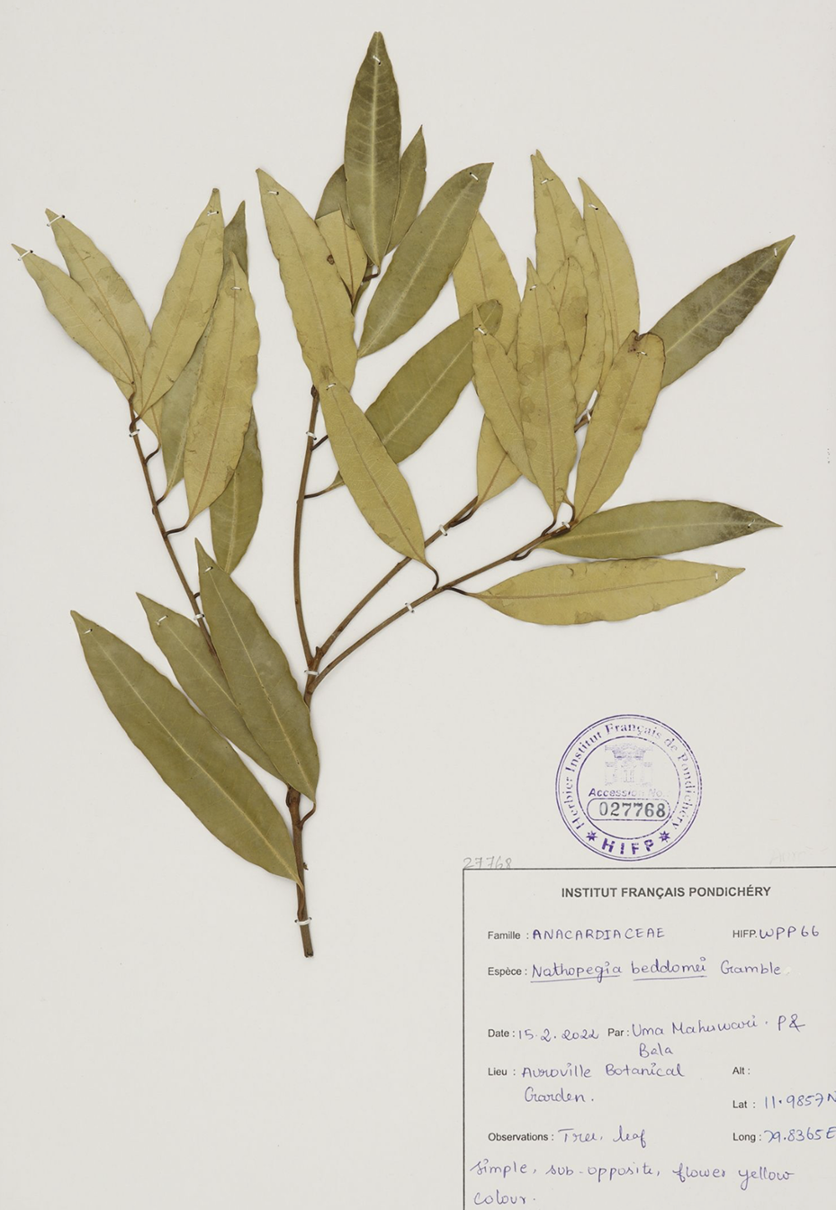 Botanical specimen of Nothapegia beddomii Gamble from Travelling Plants collection with scientific taxonomy and botanical garden classification